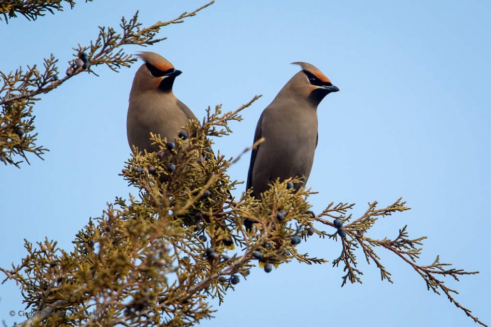 Bohemian Waxwings and Berries