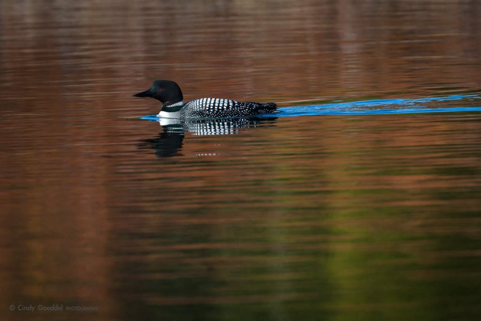 Common Loon