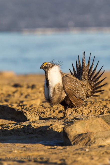 Sage Grouse Mating Display-7