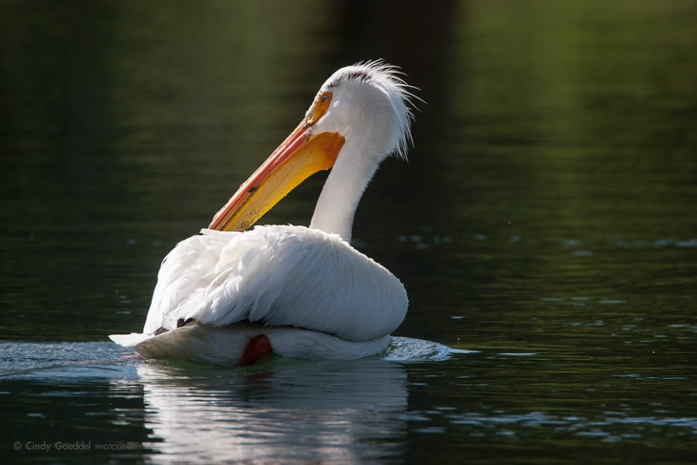 Pelican Orange