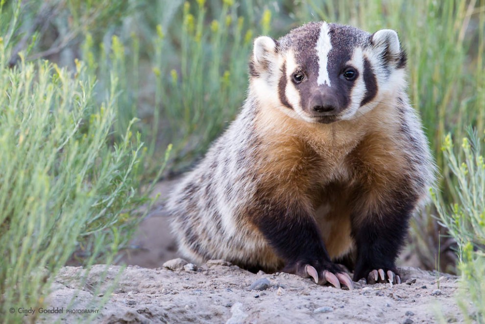 Young Badger