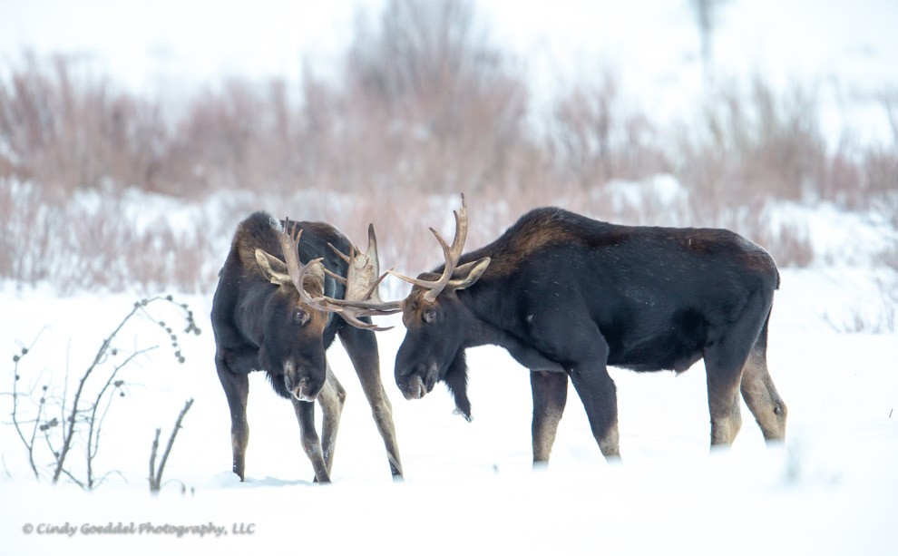 Winter Bulls