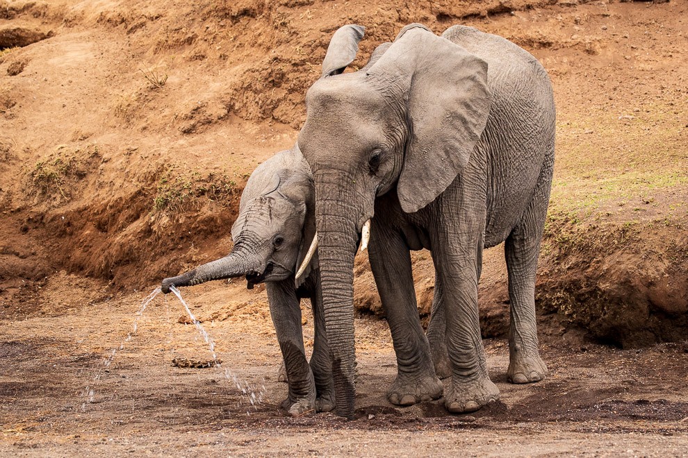 Little Squirt - Elephant Calf