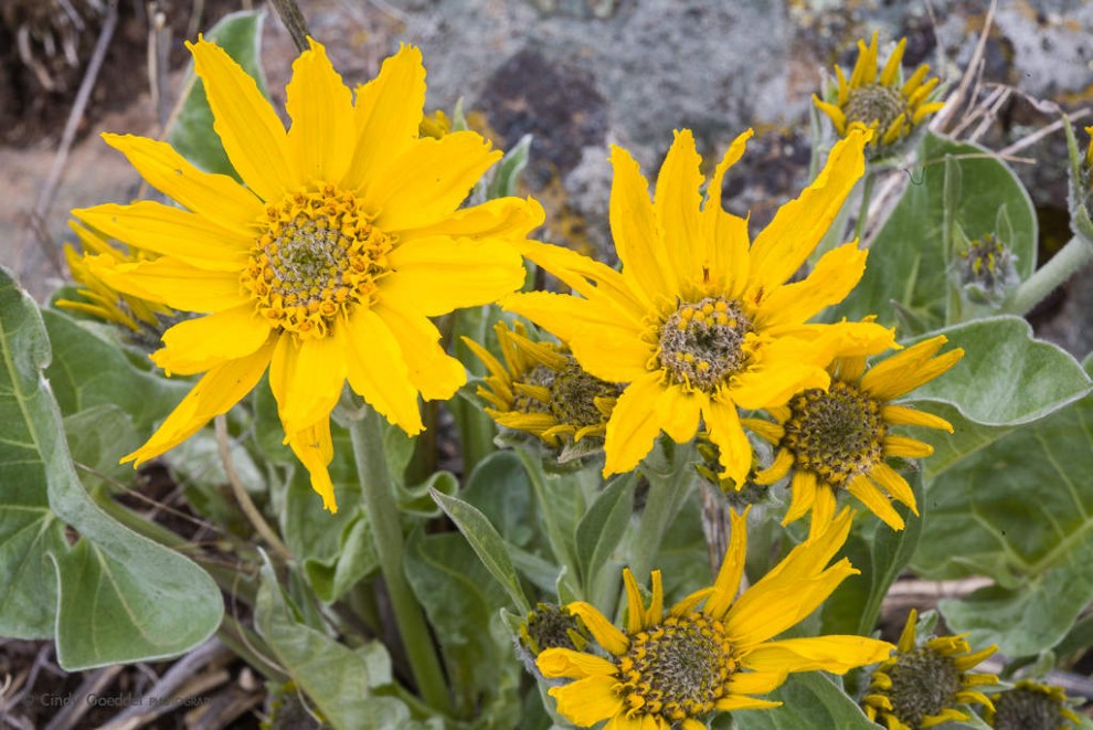 Arrowleaf Balsamroot