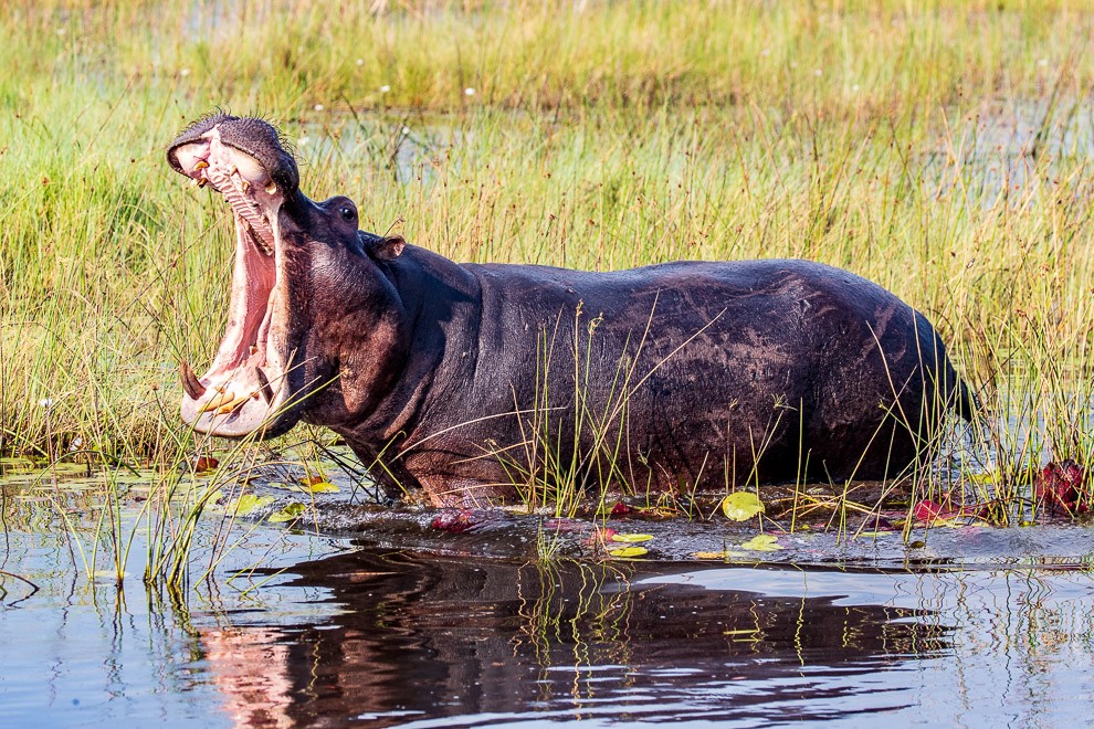 Hippopotamus