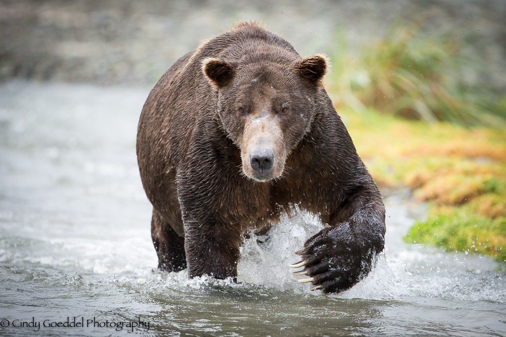 Monarch of the Alaskan Wilds