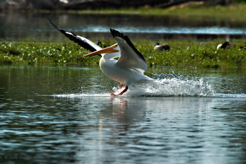 White Pelican Landing