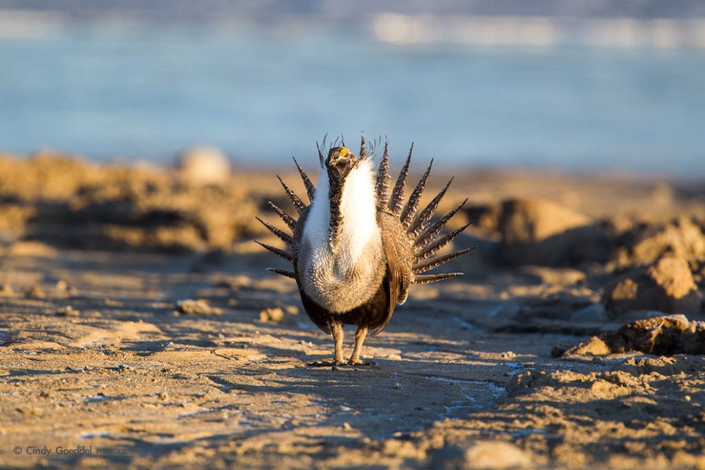 Sage Grouse Mating Display-8