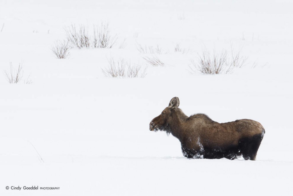 Moose in Really Deep Snow