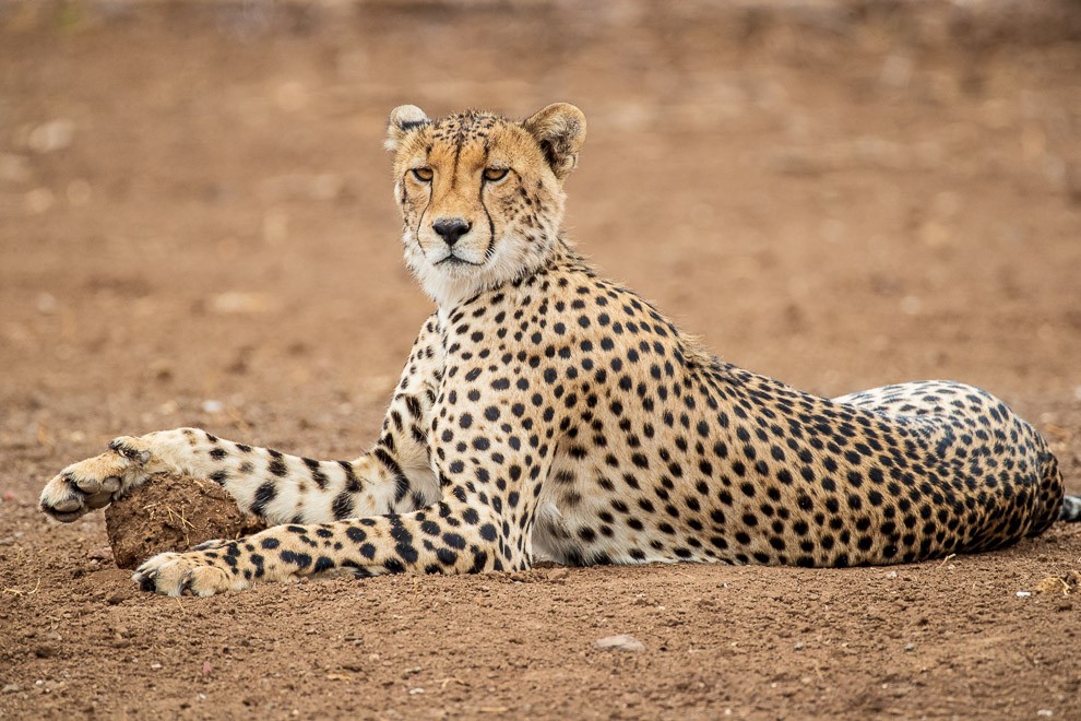 Cheetah Paw Stool