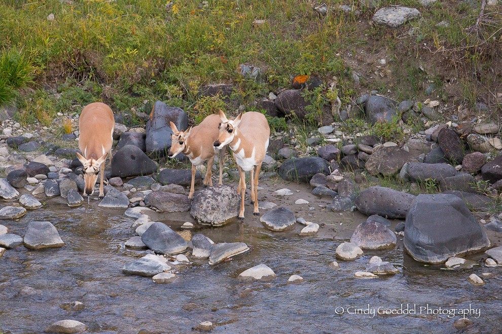 A drink before Crossing