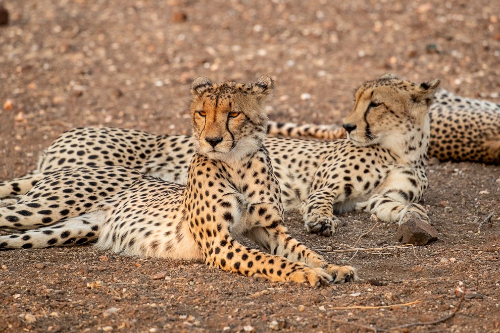 Cheetah Siblings