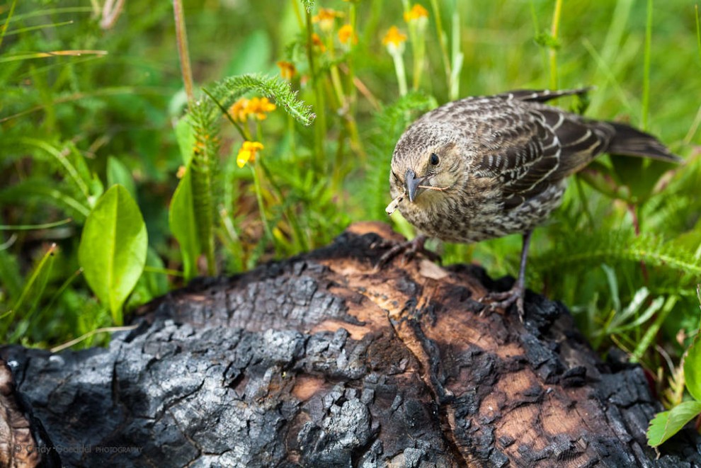 Fledging