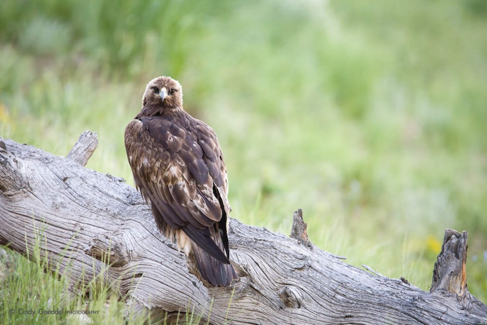 Golden Eagle