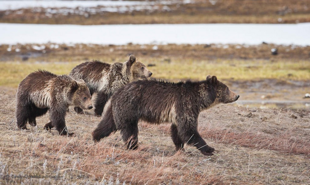 Grizzly Bear Family