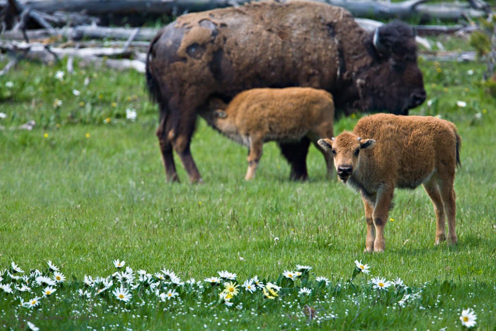 Bison Calves Amongst Daisies