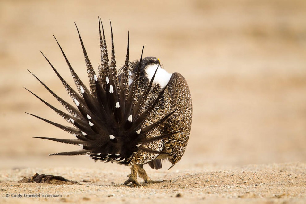 Sage Grouse Mating Display-9