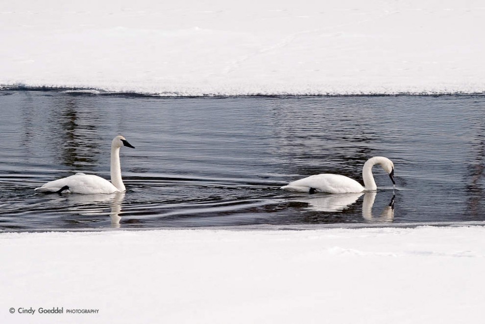 Yellowstone Winter RIver Float