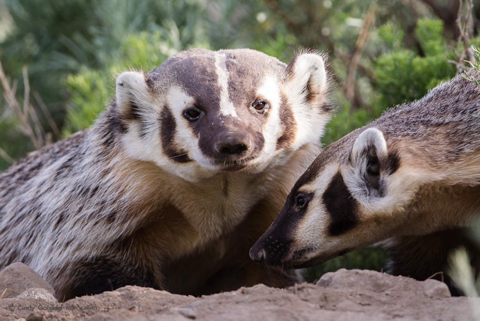 Morning at the Badger Den