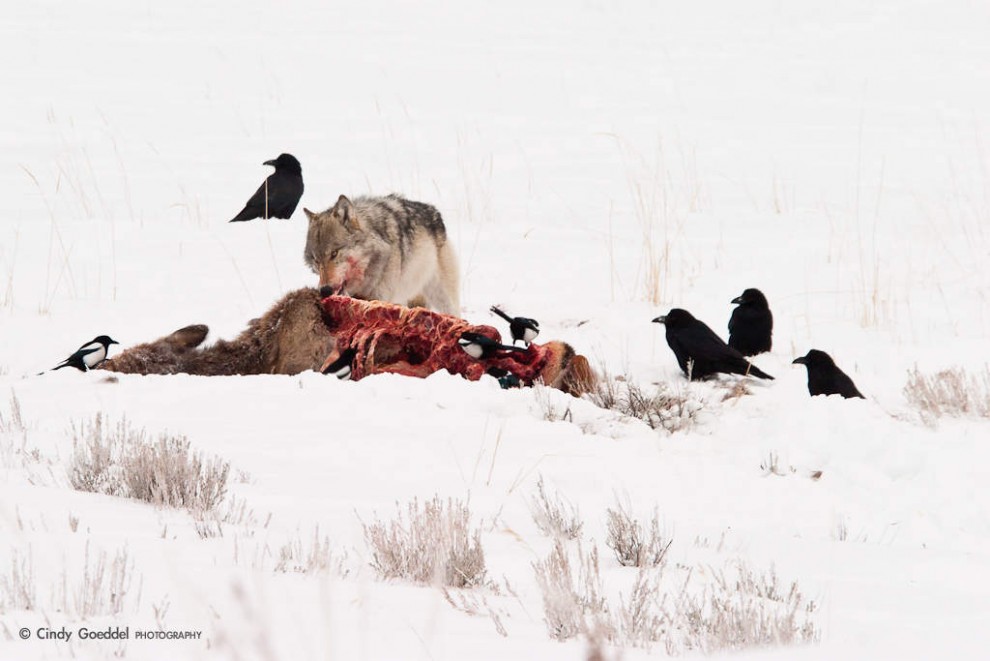 Grey Wolf on Elk Carcass