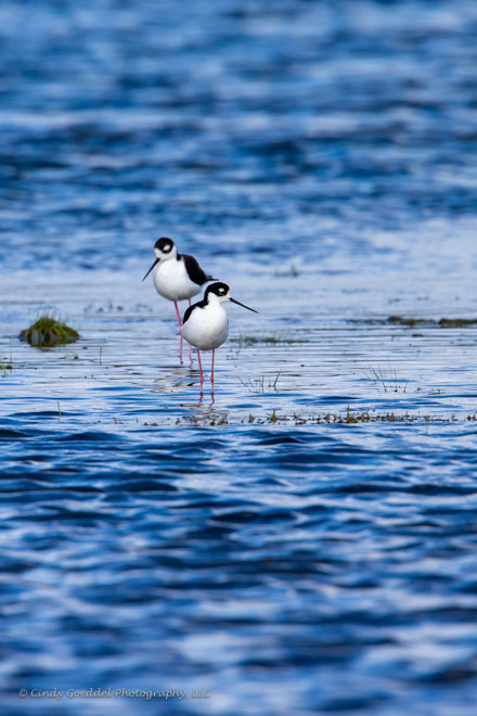 Black-necked stilts