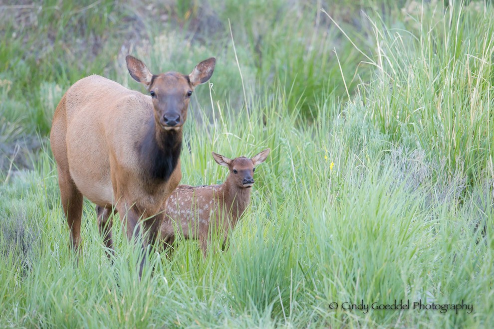 Grazing and Gazing with Mom