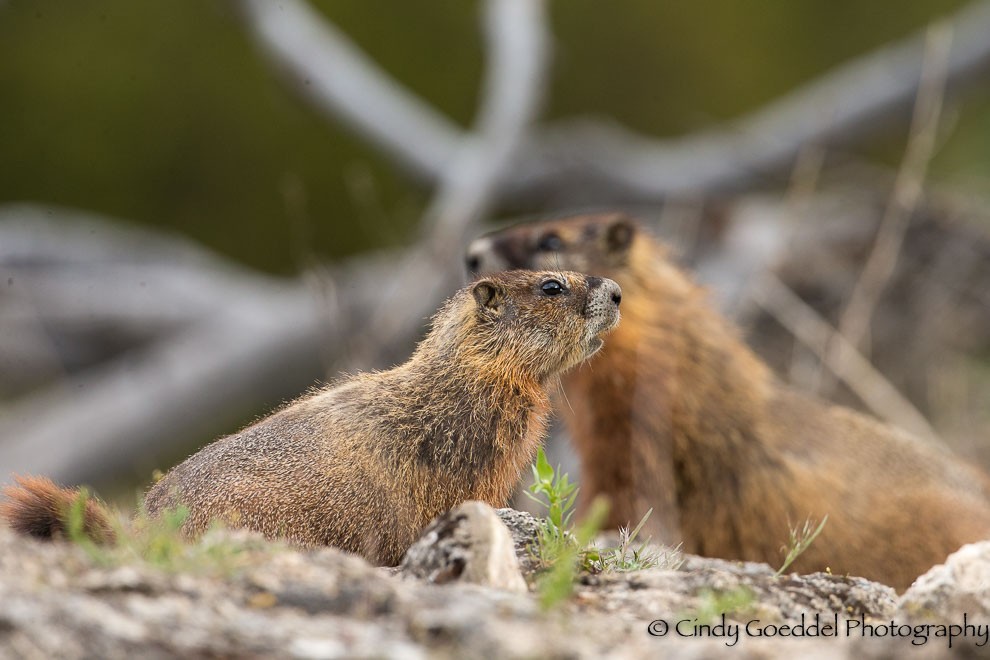 Mother & Young