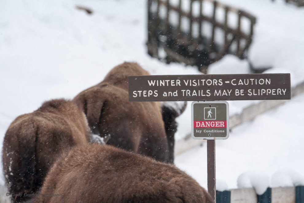 Cautious Bison