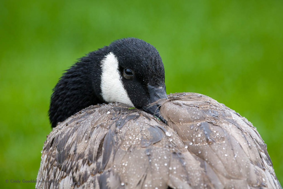 Spring Rain and Goose