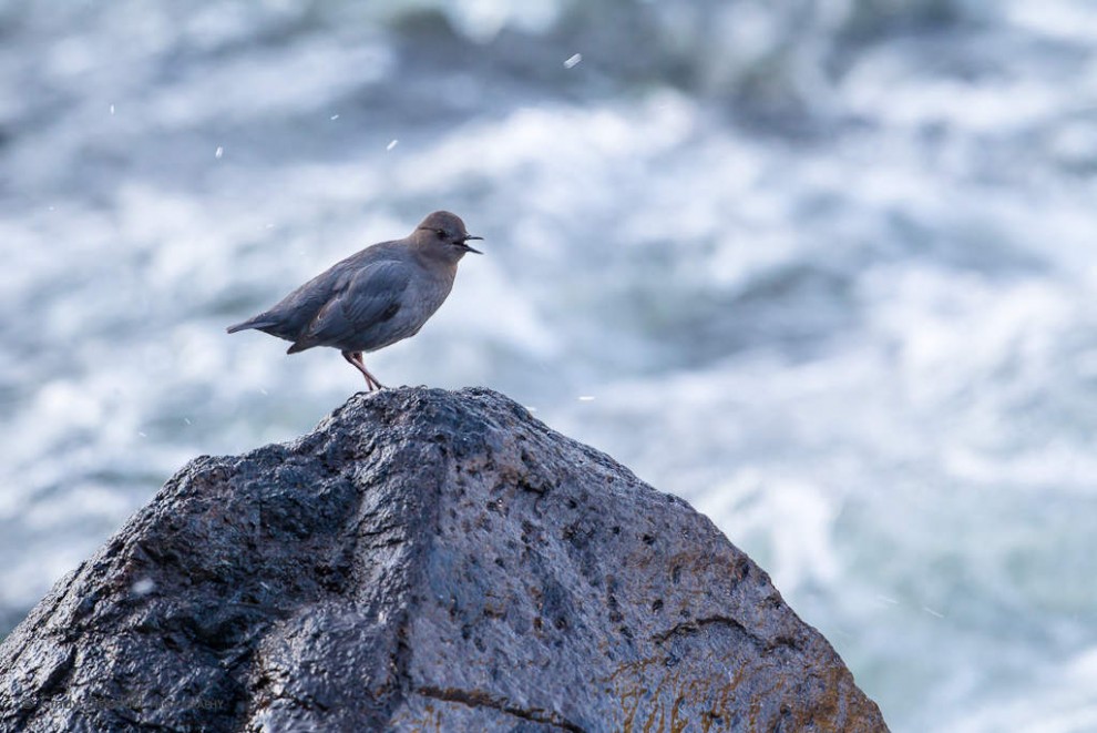 Singing and Dipping