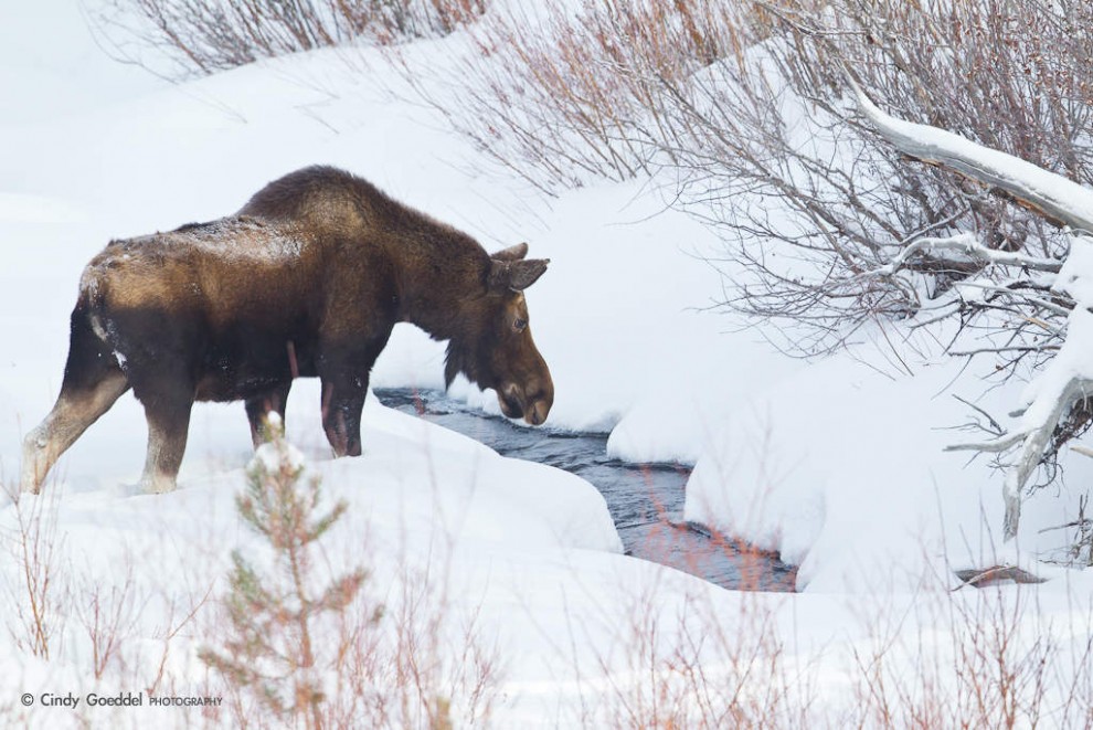 Moose Along A Snowy Creek