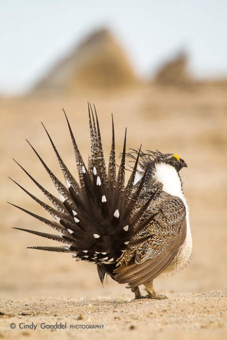 Sage Grouse Mating Display-10