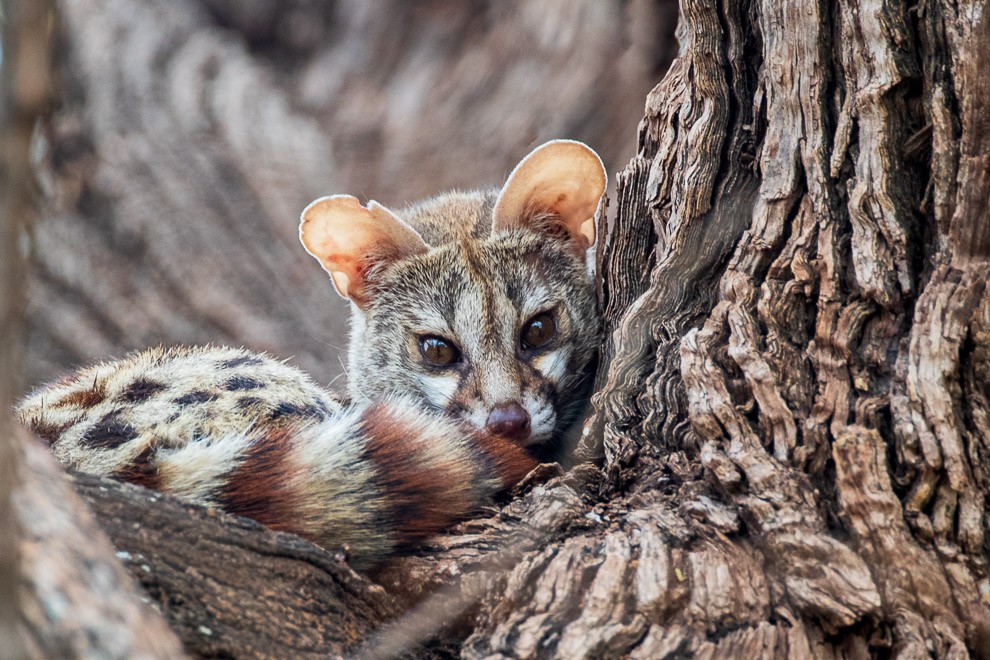 South African Large-spotted Genet