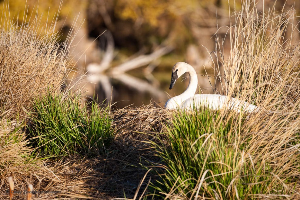 Nesting Trumpeter Swan