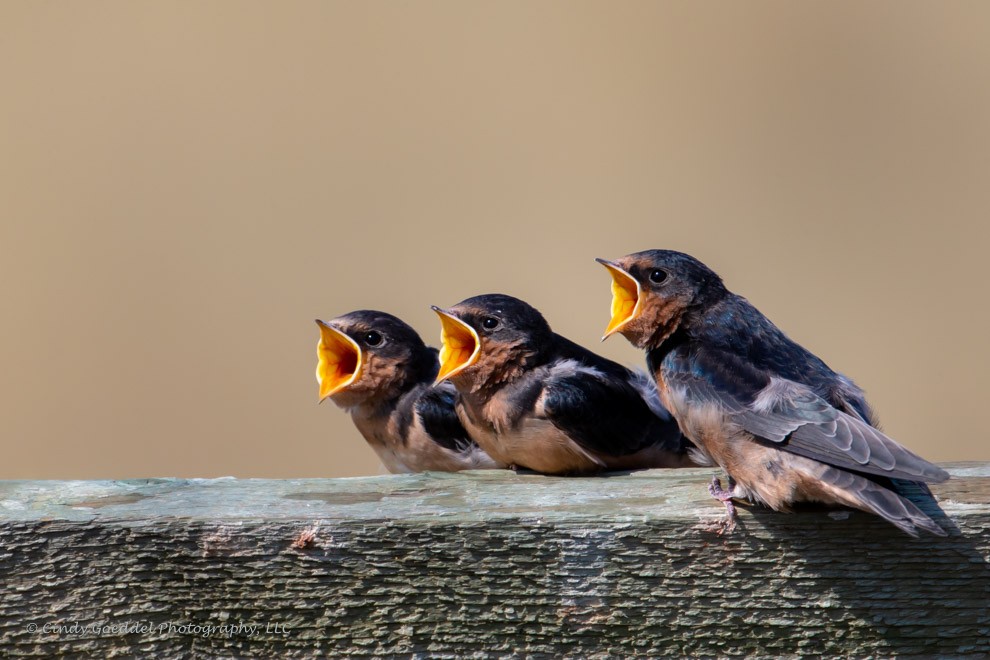 Barn Swallow Fledgings