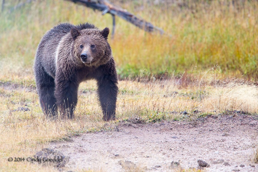 Steamy Grizzly