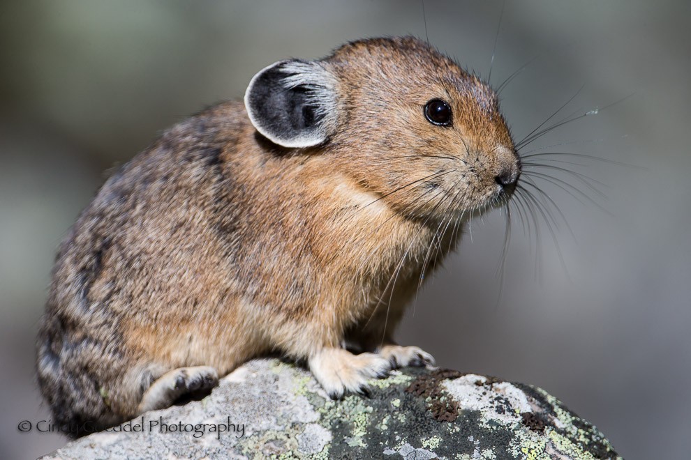 Pika Portait