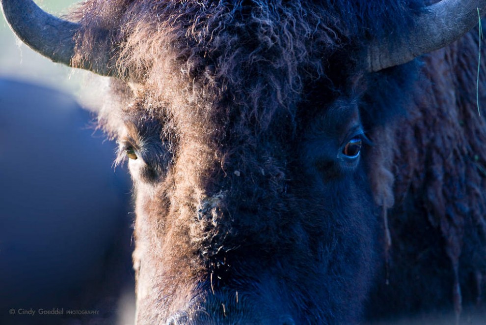 Bison Cow Portrait