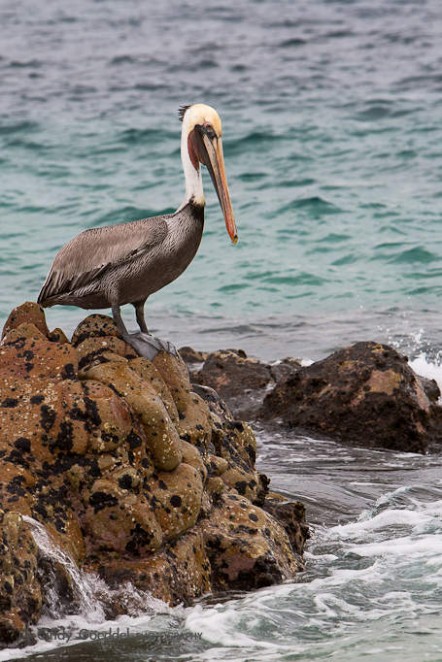 Pelican on Rocks