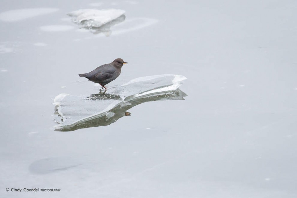 Dipper on Ice