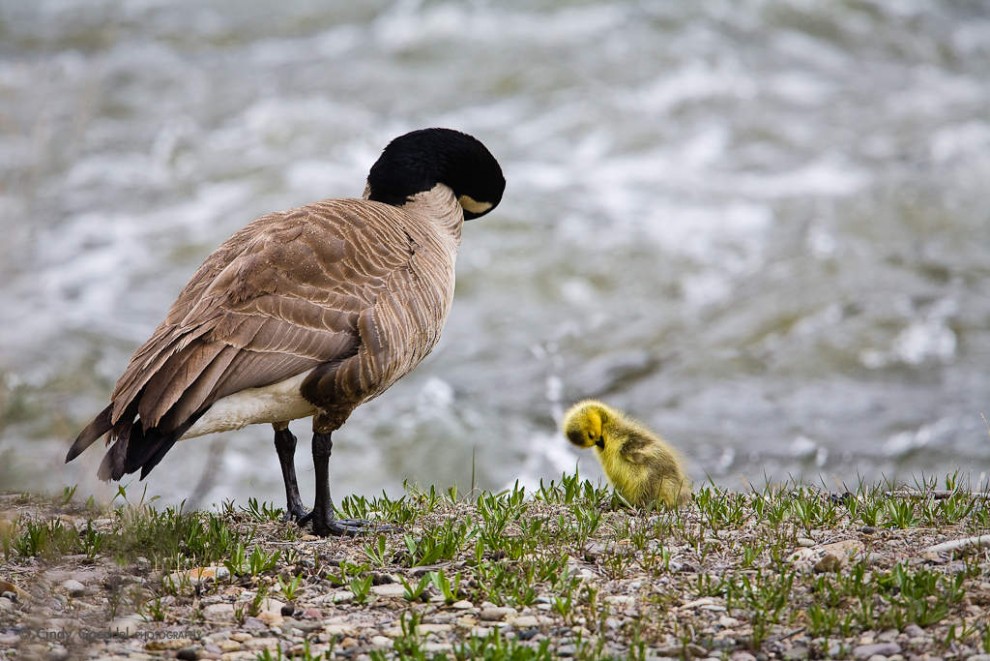 Like Goose, Like Gosling