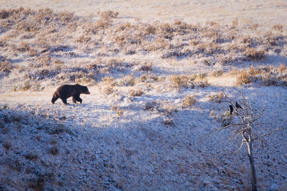 Grizzly and Ravens