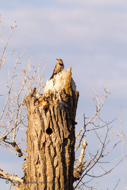 Nothern Flicker