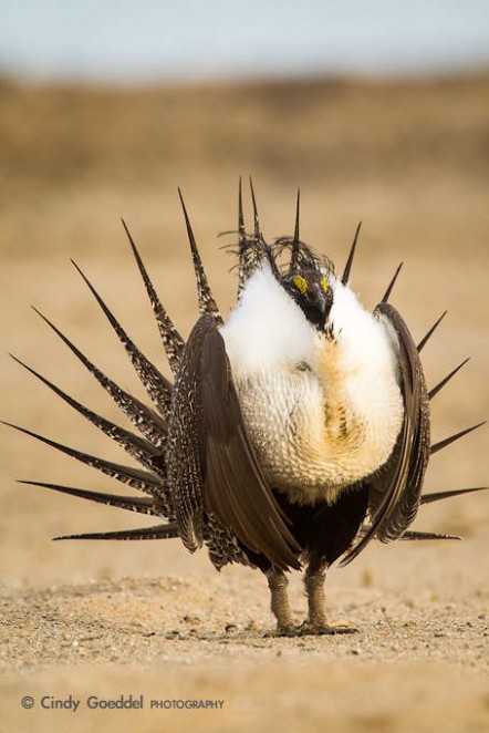 Sage Grouse Mating Display-11