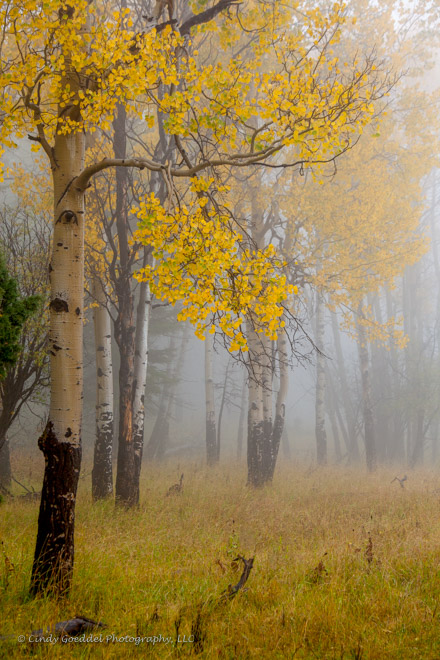 Misty Aspen Morning