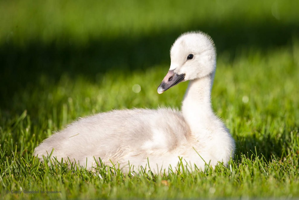 Trumpeter Swan Cygnet