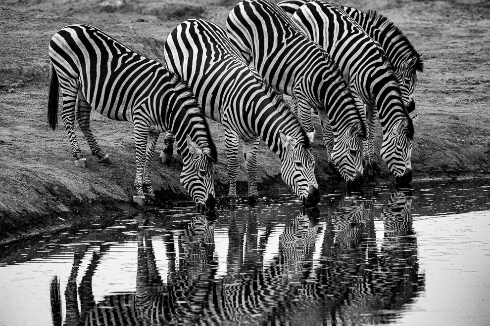 A Zeal of Zebras