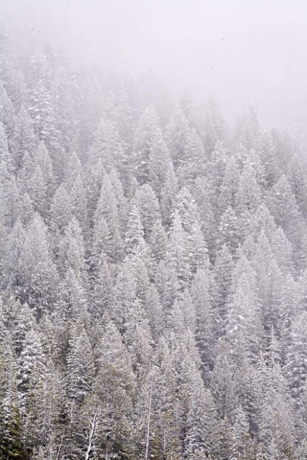 Frosted Trees Detail