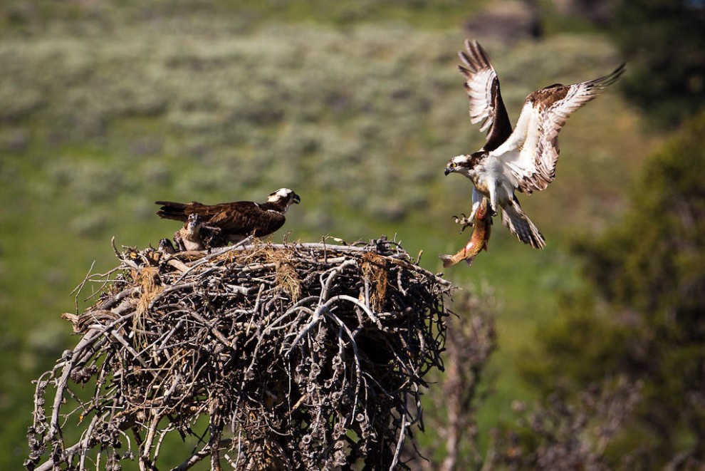 Osprey Delivering Trout