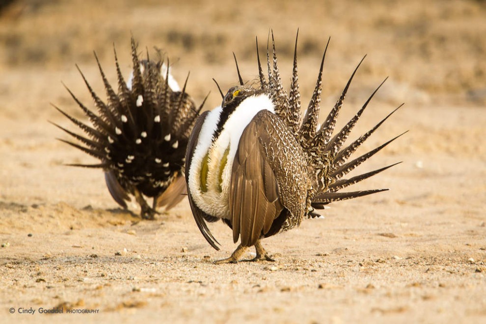 Sage Grouse Mating Display-12